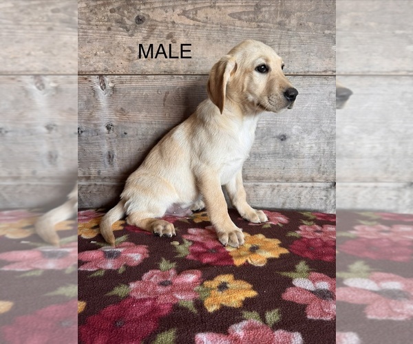Medium Photo #9 Labrador Retriever Puppy For Sale in VERMONTVILLE, MI, USA