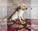 Small #8 Labrador Retriever