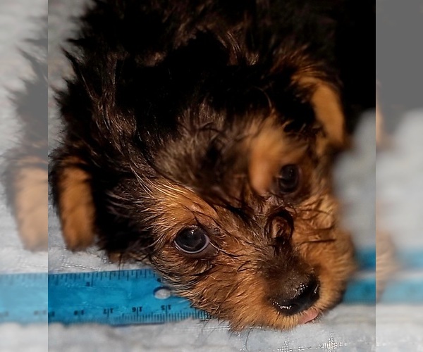 Medium Photo #33 Yorkshire Terrier Puppy For Sale in AKRON, OH, USA
