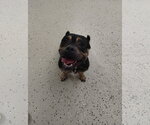 Small Mutt