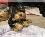 Small Photo #6 Yorkshire Terrier Puppy For Sale in VALRICO, FL, USA