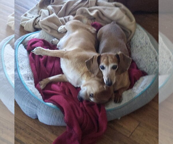 Medium Photo #4 Chihuahua Puppy For Sale in Sioux Falls, SD, USA