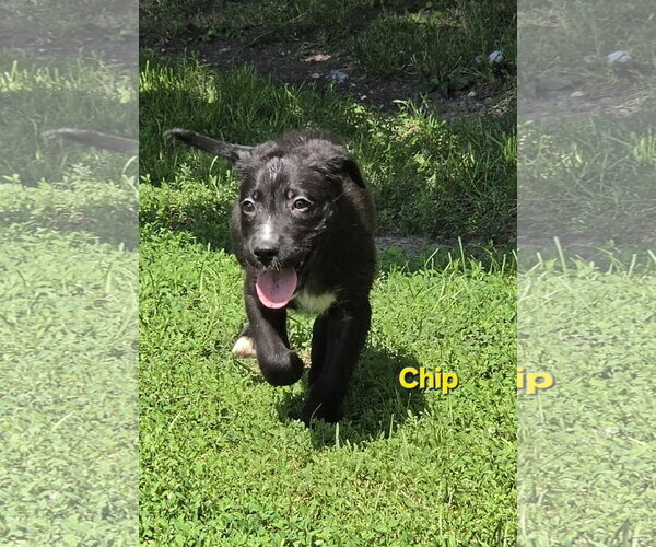 Medium Photo #3 Collie-Unknown Mix Puppy For Sale in Marine City, MI, USA