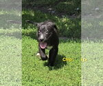 Small #2 Collie Mix
