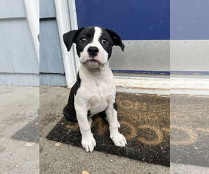 Medium American Pit Bull Terrier Mix