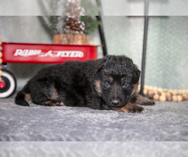 Medium Photo #15 German Shepherd Dog Puppy For Sale in NAPPANEE, IN, USA