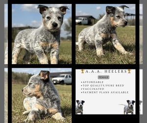 Australian Cattle Dog Puppy for sale in ZOLFO SPRINGS, FL, USA