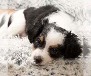 Chiweenie Dogs for adoption in Batavia, OH, USA