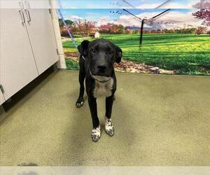 Labrador Retriever-Unknown Mix Dogs for adoption in Moreno Valley, CA, USA