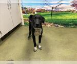 Small Labrador Retriever Mix