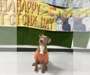 Mutt Dogs for adoption in Temple, TX, USA