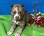 Small Photo #7 Siberian Husky Puppy For Sale in DEARBORN, MO, USA