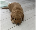 Puppy Celeste Goldendoodle