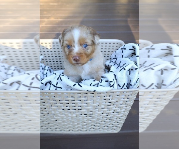 Medium Photo #37 Miniature Australian Shepherd Puppy For Sale in DAWSON, GA, USA