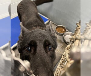 German Shepherd Dog Dogs for adoption in Tavares, FL, USA