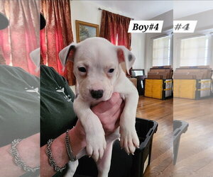 American Pit Bull Terrier-American Staffordshire Terrier Mix Dogs for adoption in Chester, VA, USA