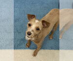 Small #4 Poodle (Miniature) Mix