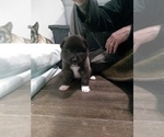Small Photo #1 Akita Puppy For Sale in STATESVILLE, NC, USA