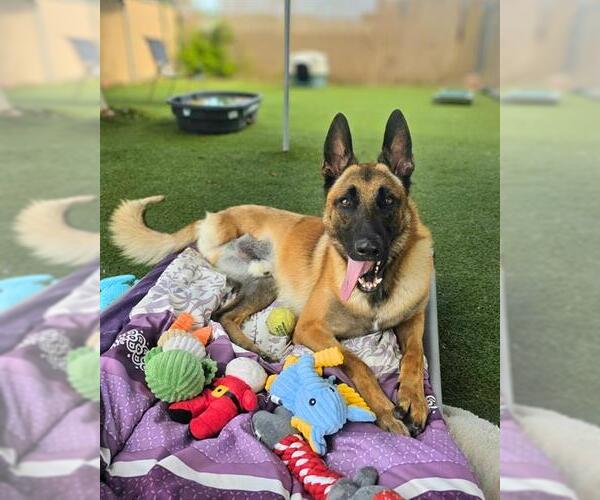 Medium Photo #3 Mutt Puppy For Sale in Chula Vista, CA, USA
