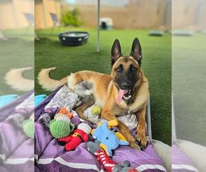 DOM - Male Mutt Dog for Adoption - Photo #3