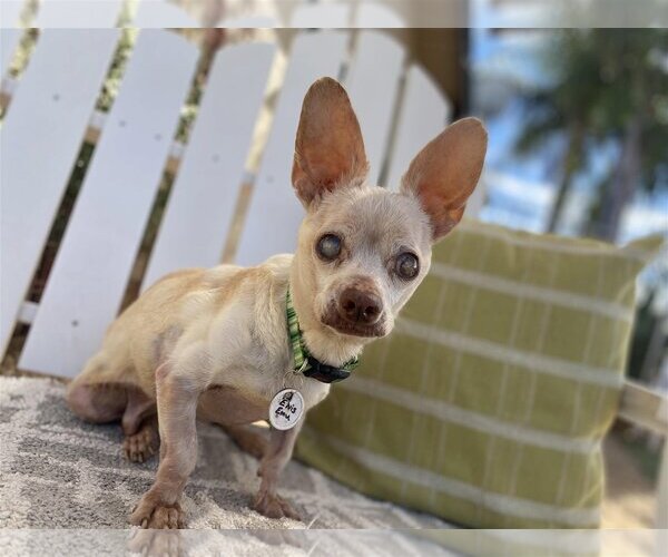 Medium Photo #6 Chihuahua Puppy For Sale in  Ramona, CA, USA