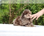 Small #23 ShihPoo