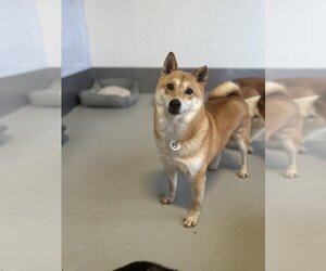 Shiba Inu Dogs for adoption in Studio City, CA, USA