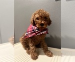 Puppy Puppy 3 Goldendoodle-Poodle (Toy) Mix
