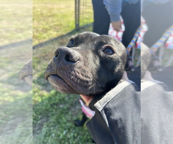 Medium Photo #6 American Staffordshire Terrier-Unknown Mix Puppy For Sale in Oakhurst, NJ, USA
