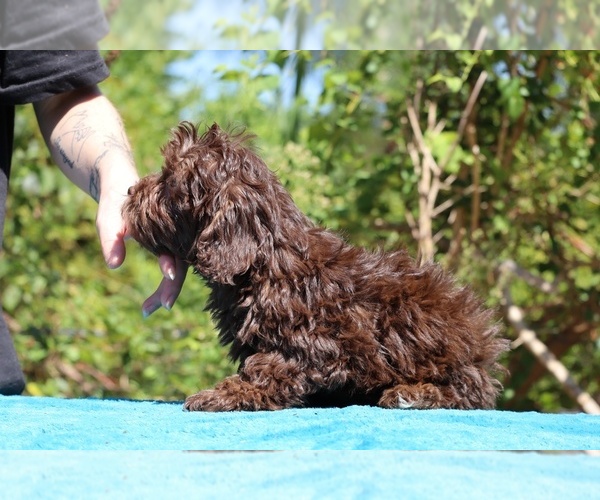 Medium Photo #16 ShihPoo Puppy For Sale in DYERSBURG, TN, USA