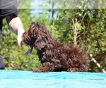 Small #15 ShihPoo