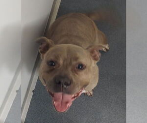 American Pit Bull Terrier Dogs for adoption in Glen Allen, VA, USA