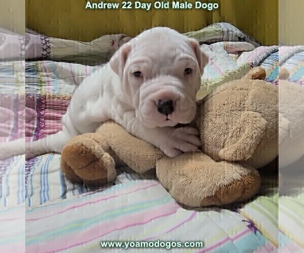 Medium Photo #42 Dogo Argentino Puppy For Sale in JANE, MO, USA