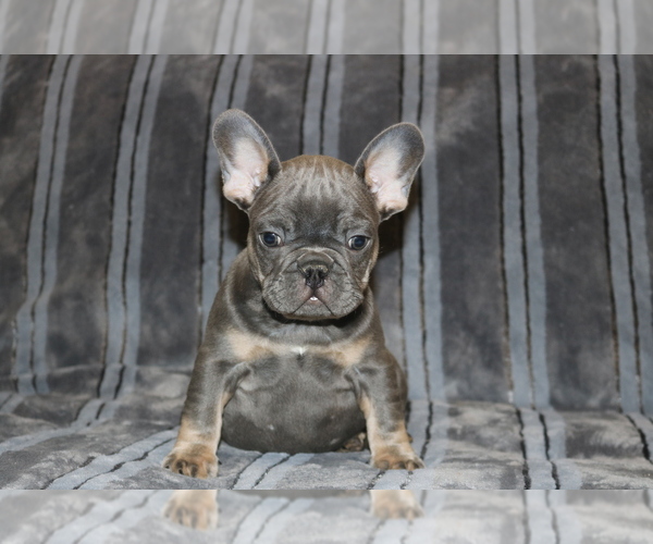 Medium Photo #1 French Bulldog Puppy For Sale in WINDSOR MILL, MD, USA