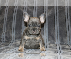 French Bulldog Puppy for Sale in WINDSOR MILL, Maryland USA