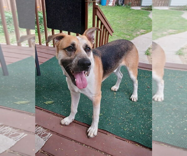 Medium Photo #5 Mutt Puppy For Sale in Minneapolis, MN, USA