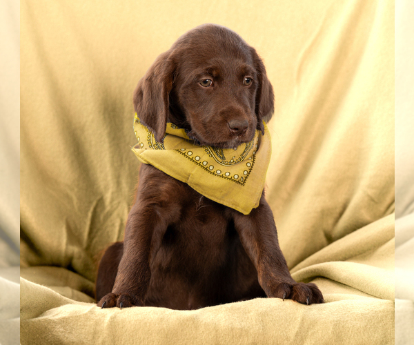 Medium Photo #8 Labradoodle Puppy For Sale in DEEPWATER, MO, USA