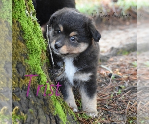 Medium Photo #3 Miniature Australian Shepherd Puppy For Sale in BONNERDALE, AR, USA