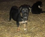 Small Photo #3 Australian Shepherd-German Shepherd Dog Mix Puppy For Sale in SUMMERFIELD, OH, USA