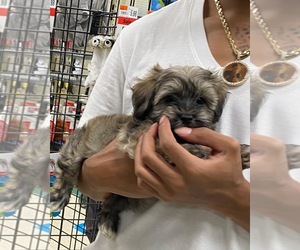 Havanese Puppy for sale in WEST BLOOMFIELD, MI, USA
