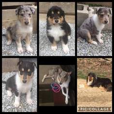 Collie Puppy for sale in LOWMANSVILLE, KY, USA