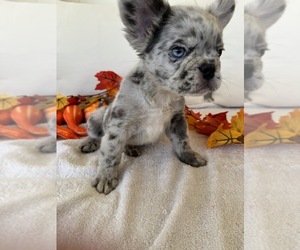 French Bulldog Puppy for sale in MORENO VALLEY, CA, USA