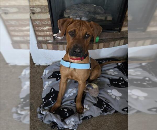 Medium Photo #1 Rhodesian Ridgeback-Unknown Mix Puppy For Sale in Las Vegas, NV, USA