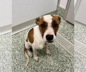 Staffordshire Bull Terrier Dogs for adoption in Salisbury, NC, USA