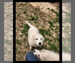 Small #11 Great Pyrenees