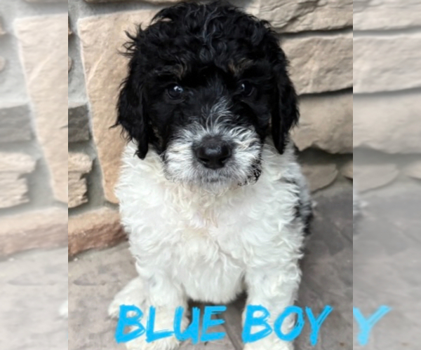 Medium Photo #1 Bernedoodle Puppy For Sale in MEDINA, OH, USA