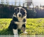 Puppy Oliva Australian Shepherd