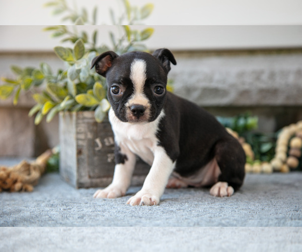 Medium Photo #16 Boston Terrier Puppy For Sale in NAPPANEE, IN, USA