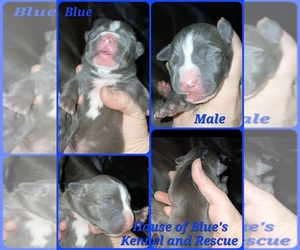 American Pit Bull Terrier Puppy for sale in DELAWARE, OH, USA