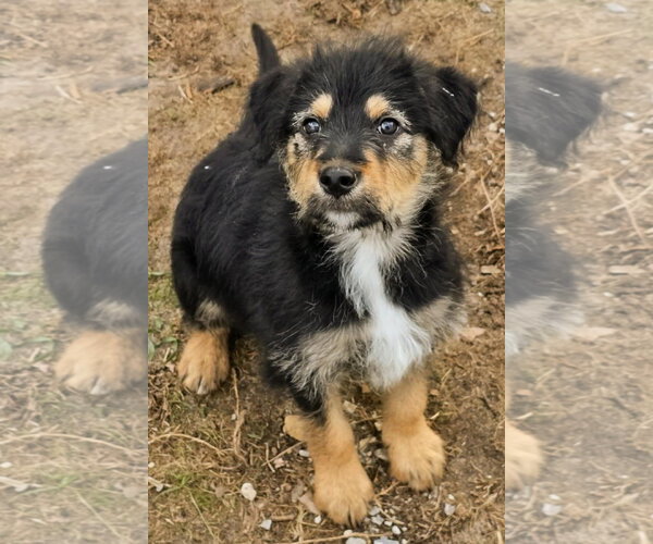 Medium Photo #2 Poodle (Standard)-Unknown Mix Puppy For Sale in Clarkston, MI, USA